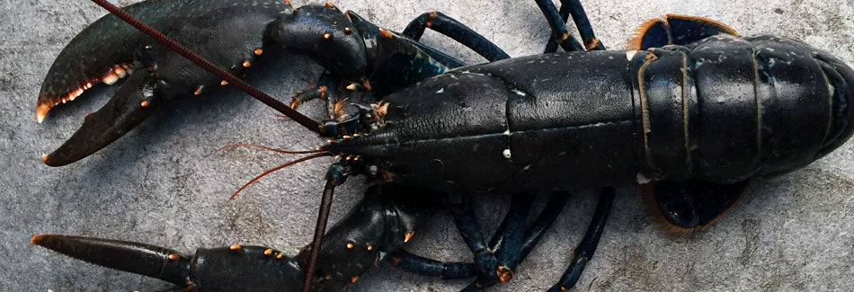 The Chef has a crush on lobster ! The Chef has a crush on lobster !