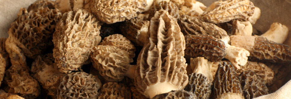 The morel mushroom is back The morel mushroom is back